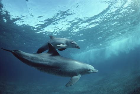 6 More Reasons To Love Bottlenose Dolphins