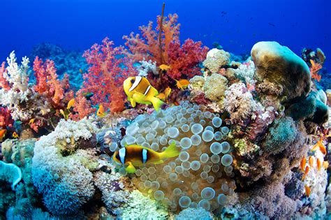 Importance Of Coral Reefs Coral Reefs Andtheirmarinefamilies
