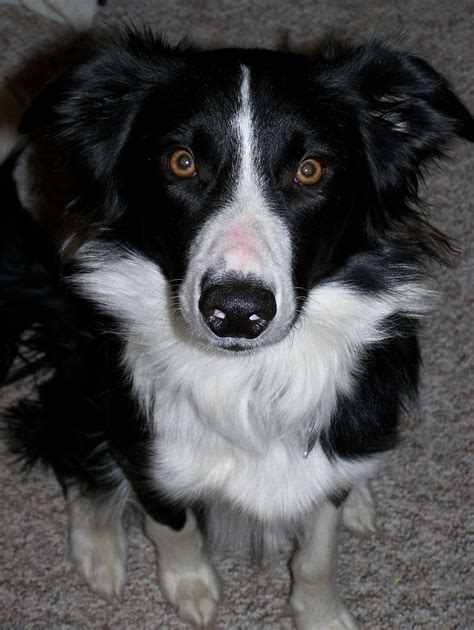 Stock Border Collie Stare By Kaltyr On Deviantart