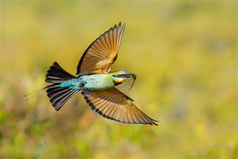Dragon Fly Eaters Feathers And Photos Australias Bird Photography