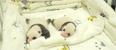 Adorable Giant Panda Twins Make Their Public Debut Aol Features