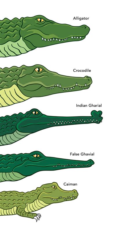 Crocodile 和 Alligator 和有什么不一样？ Hinative
