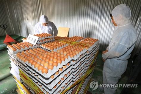 살충제달걀 난각코드 3곳 정정 달걀 폐기 농가 현재까지 49곳 매일경제