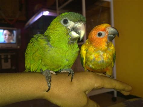 Preethi Farms Breeders Of Exotic Birds And Pets Hand