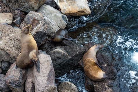 Leão De Mar Ilhas Galápagos Foto De Stock Imagem De Brilhante Selo 66347590