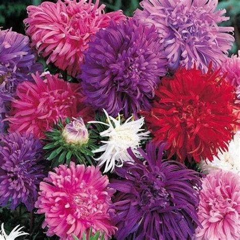 Aster Chrysanthemum Mixed Colors 50 Flower Seeds Fresh Easy To Grow