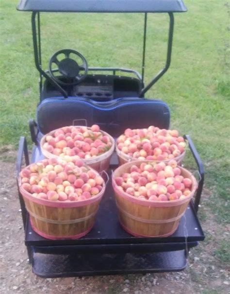 7 Simple Methods To Preserving Your Peach Harvest