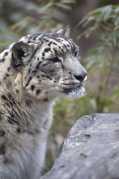 Adult Snow Leopard Stock Photo Image Of Elusive Leopard 23511896