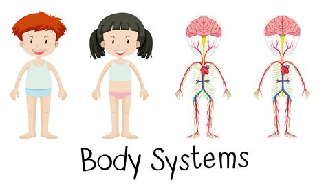Human Body Systems Illustration Set Vector Download Gambaran