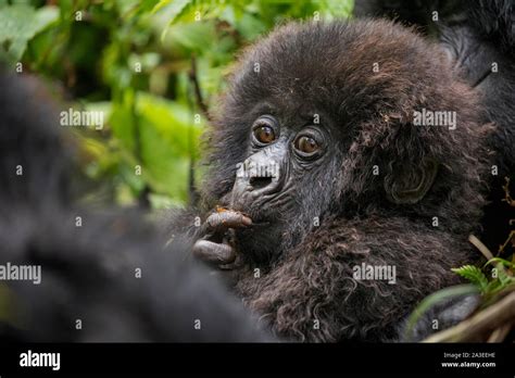 Gorilla Finger Hi Res Stock Photography And Images Alamy