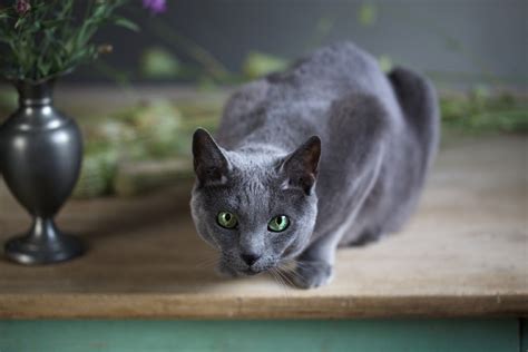 Are Russian Blue Cats Hypoallergenic Excited Cats