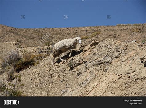 Sheep Climbing Rock Image And Photo Free Trial Bigstock