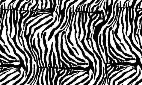 Zebra Print Ap 00 Hydrographics Clipart Large Size Png Image Pikpng