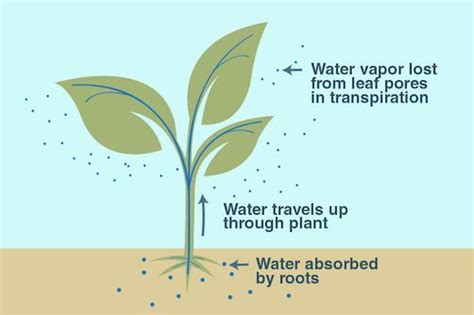 Transpiration In Plants Opening And Closing Of Stomata