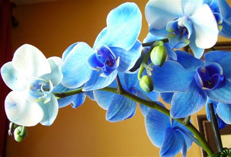 Wonderful Blue Orchid Flower In The Sunlight Beautiful Flowers And