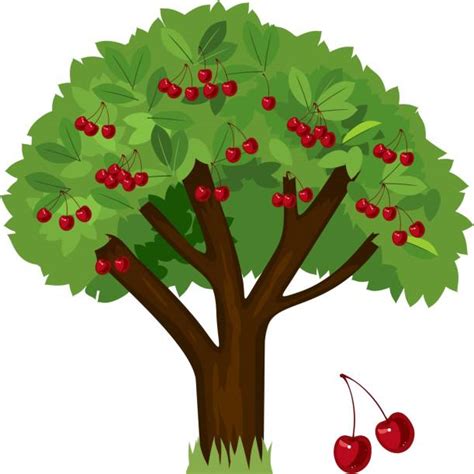 Best Cherry Tree Illustrations Royalty Free Vector Graphics And Clip Art