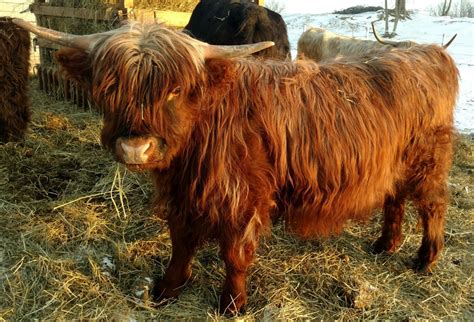 Our Scottish Highland Cattle Mulberry Meadow Mini Silky
