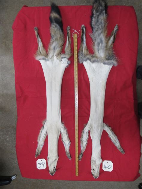 Grey Fox With Feet Claws Animal Hide Craft Art Etsy
