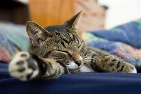 フリー画像 動物写真 哺乳類 ネコ科 猫 ネコ 寝顔 寝相 寝姿 キジトラ 画像素材なら無料フリー写真素材のフリーフォト