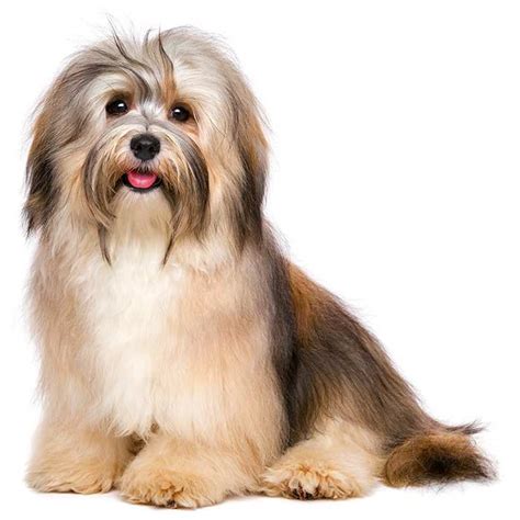 Havanese Dog Breed Profile Personality Facts
