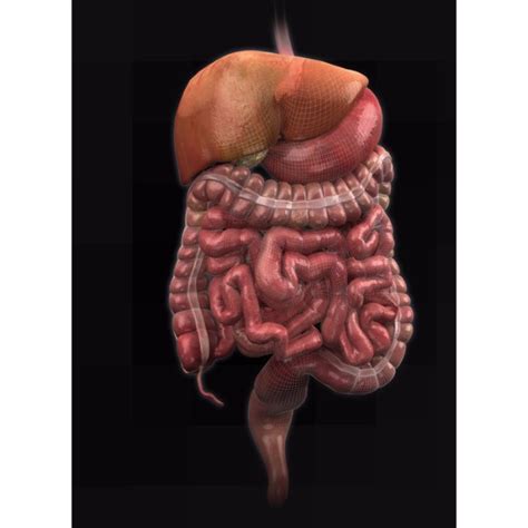 Study male anatomy using smart web & mobile flashcards created by top students, teachers, and professors. Zygote::Human 3D Male Anatomy Model | Medically Accurate body