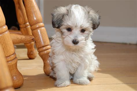 havapoo havanese poodle mix dog info temperament puppies pics