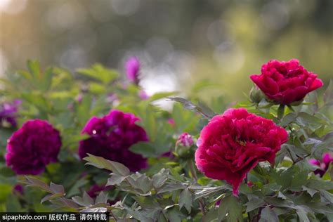 Peonies In Full Bloom In Beijing