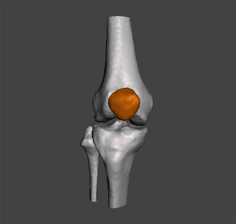 Right Knee Joint Female 3d Model In Anatomy 3dexport