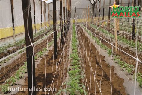 Hortomallas Tomato Net Will Improve Your Economic Results Of Each