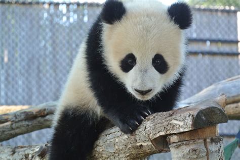 Is It True That All Pandas Are Born Female Rankiing Wiki Facts