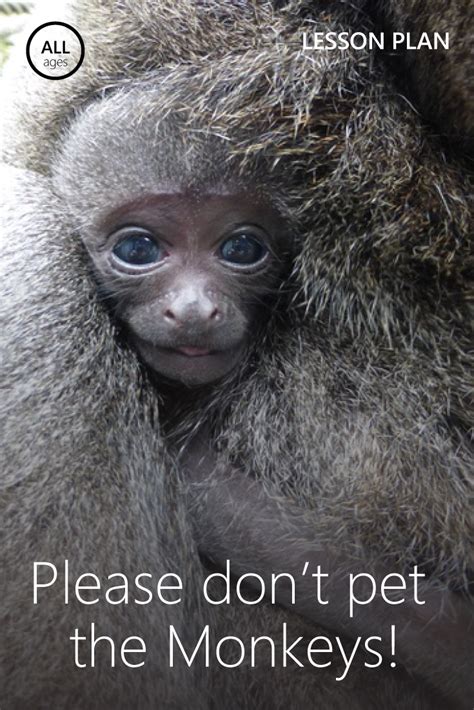 Take A Virtual Field Trip To A Primate Rescue Center In The Uk There