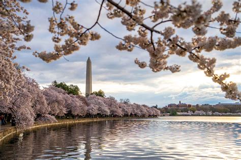 Easy Methods To Get Pleasure From A Cherry Blossom Journey To Washington Dc In Bucketlistph
