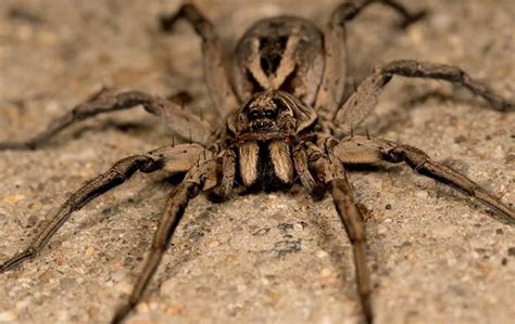 Brown Recluse Spider Look Alike
