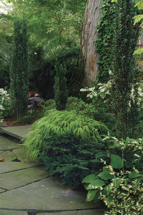 It does not like alkaline. Conifers for Shade - FineGardening