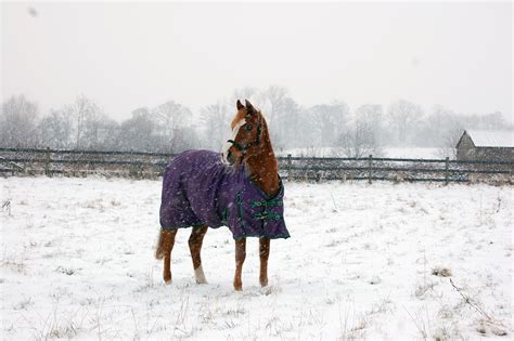 Keeping Your Horse Warm In Winter Blue Cross