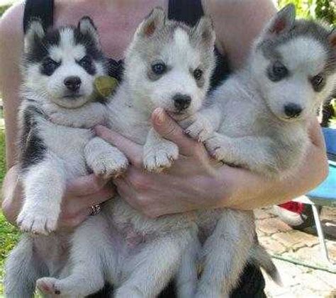 Cute Siberian Husky Puppies for adoption text me at (678) 999-7792