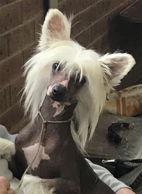 Mohawk Chinese Crested Dogs