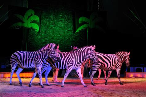 England Set To Ban The Use Of Wild Animals In Circuses