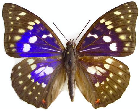 We did not find results for: Great Purple Emperor Butterfly Sasakia charonda coreana ...