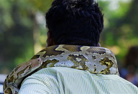 Woman Swallowed Whole By Foot Python In Indonesian Village