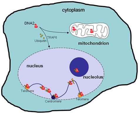 mitochondrial localization and traf6 mediated nuclear translocation of download scientific