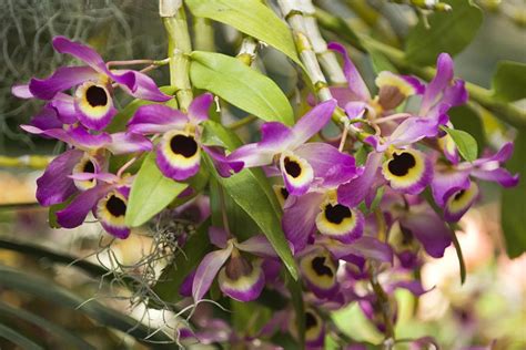Tips For Growing Dendrobium Orchids