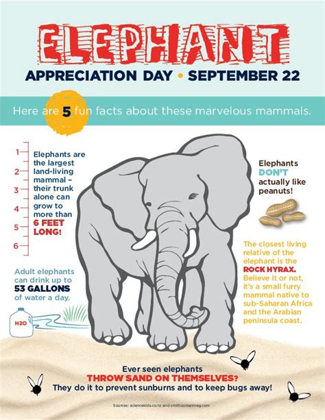 Fun Facts About Elephants For Elephant Appreciation Day September