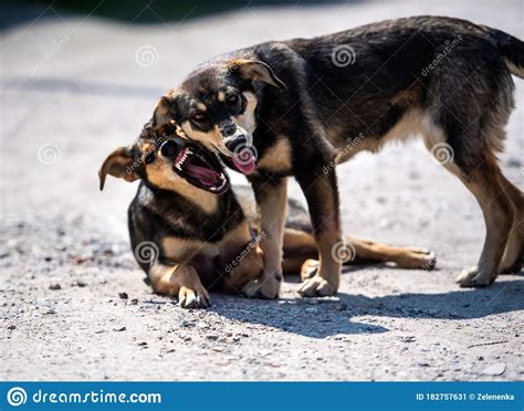 Ataques De Perros Enojados El Perro Parece Agresivo Y Peligroso Imagen