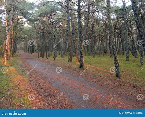 Pine Trees Forest Lithuania Stock Photo Image Of Park Place 81079992