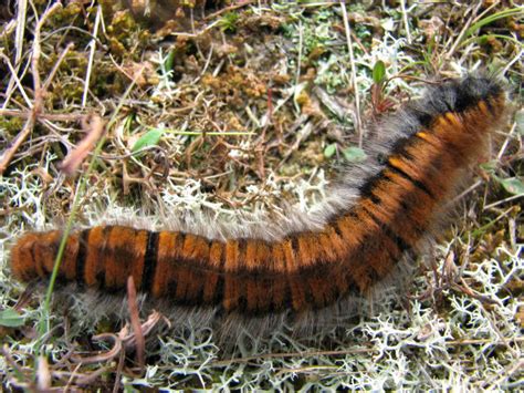 A Hairy Caterpillar © Evelyn Simak Cc By Sa20 Geograph Britain And