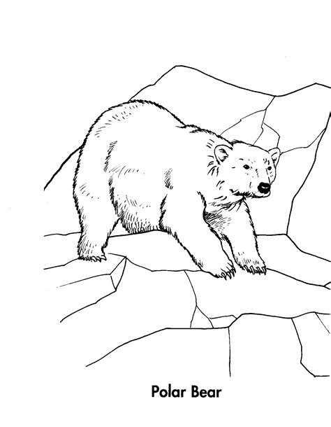 Free Polar Bear Coloring Sheets