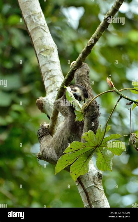 Three Toed Sloth Eat A Leaf On The Tree In The Tropical Rain Forest
