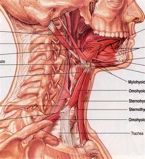 Skeletal muscles are attached to the bones by tendons. Note the connection of the digastric muscles to the mandible, and the hyoid bone. During ...
