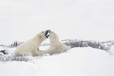 Two Polar Bears — Winter Zoology Stock Photo 164928872